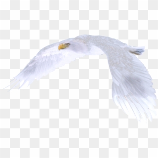 White Eagle Png - White Eagle Bird Flying, Transparent Png