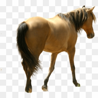 Horse Png File - Ghoda Png, Transparent Png