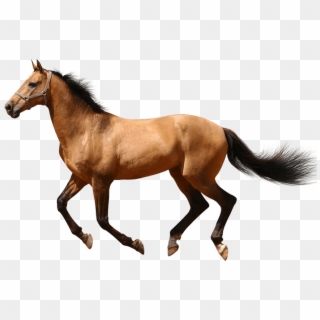 Free Png Images - Transparent Background Horse Clipart, Png Download