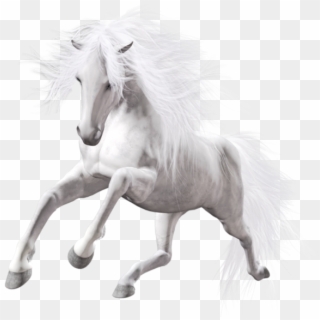 White Horse Transparent Background, HD Png Download