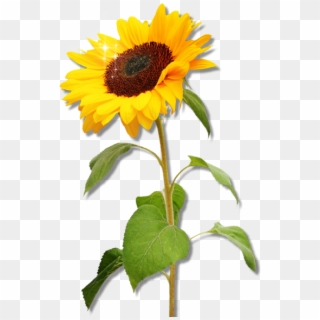 Clipart Sunflower Png Download - Real Sunflower Clipart, Transparent Png
