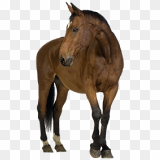 Horse Png Free Image Download - Name Of The Pets, Transparent Png