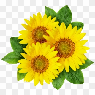 Sunflower - Sunflower Png, Transparent Png
