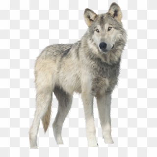 Wolf Png, Transparent Png