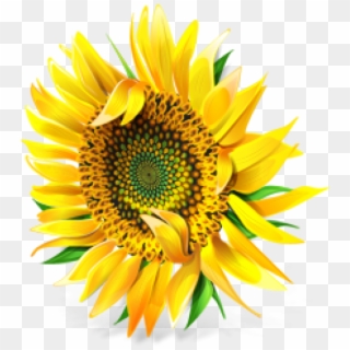 Sunflower Png Free Download - Cooking Oils And Fats, Transparent Png