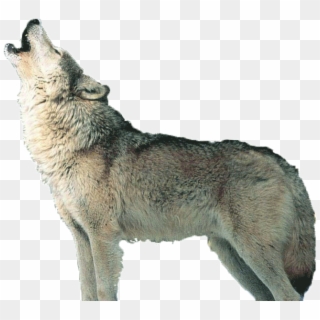 Png Image Information - Wolf Puppy Howling Transparent, Png Download