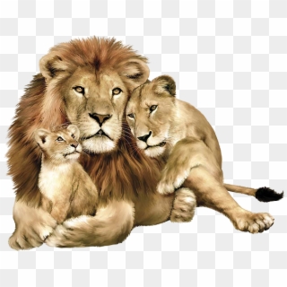 Lion Family, HD Png Download