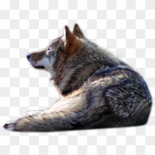 Wolf - Wolf Png, Transparent Png
