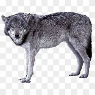 Grey Wolf Png Image, Transparent Png