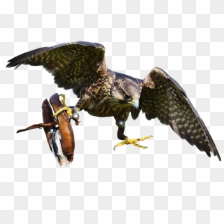 Download Free Falcon Birds Png Transparent Images Transparent - Peregrine Falcon Logo Free Png 3d, Png Download