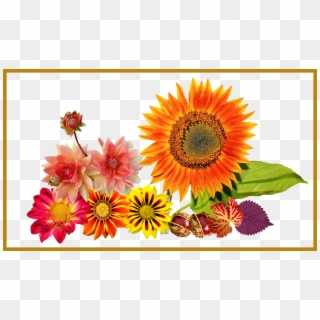 Marvelous Garden Autumn Sun Flower Colours For Sunflower - Aid Mawlid Nabawi, HD Png Download
