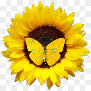 Ftestickersflower Sticker By - Sunflower Png, Transparent Png