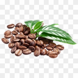 Coffee Leave Png - Transparent Background Coffee Beans Png, Png Download