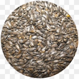 Sunflower Seed, HD Png Download