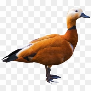 Shelduck Png Transparent Image - Ruddy Shelduck Png, Png Download