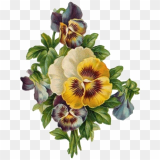 Leaves Sticker - Hoa Pansy Tranh Vẽ, HD Png Download