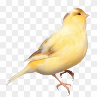 0, - Yellow Little Bird Png, Transparent Png