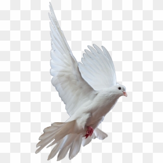 Dove Png Images - White Dove, Transparent Png