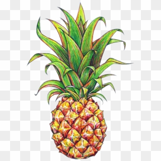 Pineapple Png Tumblr - Pineapple Drawing, Transparent Png