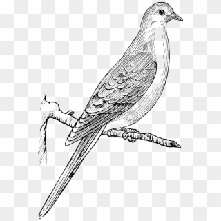 This Free Icons Png Design Of Mourning Dove, Transparent Png