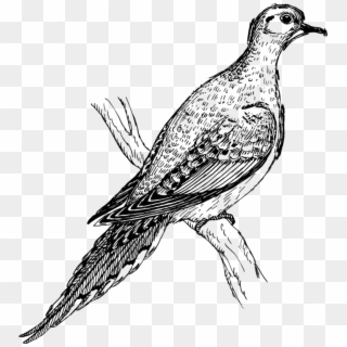 Columbidae Mourning Dove Bird Computer Icons Drawing - Mourning Dove Clipart Black And White, HD Png Download