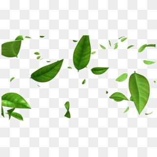 Green Leaf Png - Green Leaves Falling Background, Transparent Png