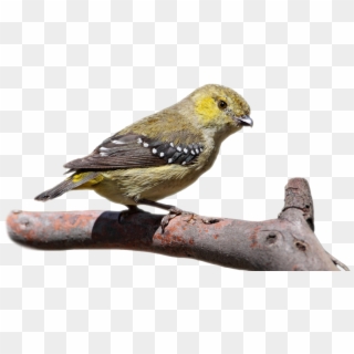 Overlay - Black Throated Green Warbler, HD Png Download