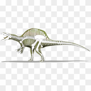 Spinosaurus Skeleton , Png Download - Skeleton Of A Spinosaurus, Transparent Png