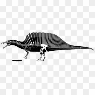 Fsac Kk 11888 Spinosaurus , Png Download - Skeleton, Transparent Png