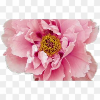 Peony Aesthetic Flower Pink Pretty Tumblr Pastel Rose - Aesthetic Tumblr Flower Png, Transparent Png