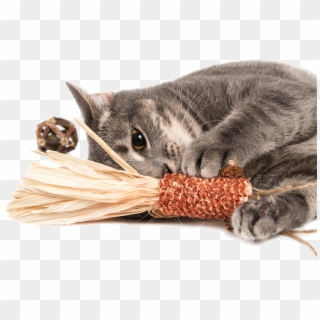 The Best For Your Cat All Natural Toy Made With Silver - Domestic Short-haired Cat, HD Png Download