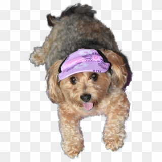 Summer Hat Png - Companion Dog, Transparent Png