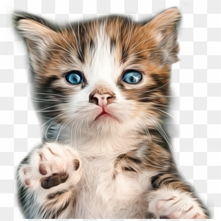 Kitten Sticker - Cat, HD Png Download