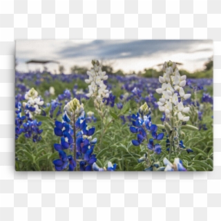 Texas, HD Png Download