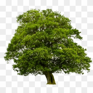 Go To Image - Tree Png High Quality, Transparent Png
