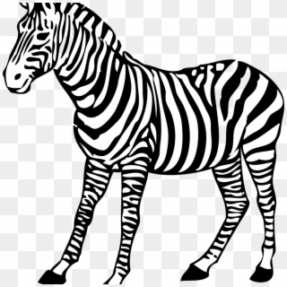 Free Download Coloring Book Colouring Pages Baby Zebra - Zebra Clipart Black And White, HD Png Download