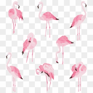 Pink Flamingos Wall Stickers - Greater Flamingo, HD Png Download