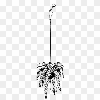 Hanging Plant Garden Images - Hanging Fern Plant Black And White, HD Png Download