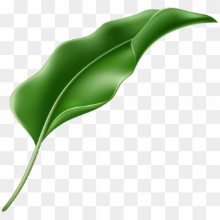 Exotic Leaf Png Clipart, Transparent Png