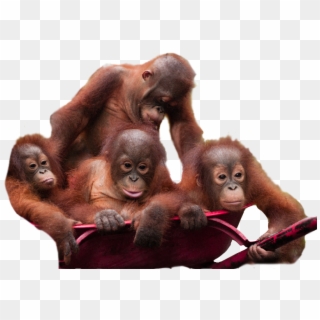 Orangutan Download Png Image, Transparent Png
