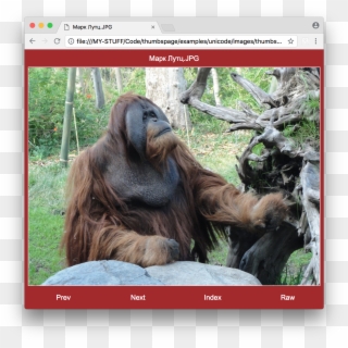 Orangutan , Png Download - Orangutan, Transparent Png