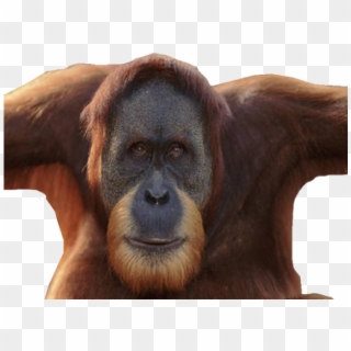 Orangutan Clipart Icon - Orang Utan, HD Png Download