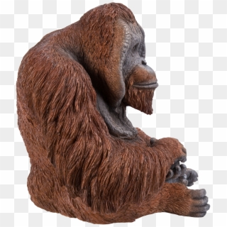 Orangutan, HD Png Download