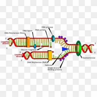 The Double Helix Is Unwound By A Helicase And Topoisomerase - Dna Replication Structure, HD Png Download