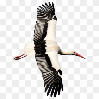 Stork Transparent Rattle Stork Nature Isolated - White Stork, HD Png Download