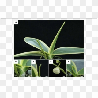 Plant Phenotype Of Phalaenopsis Aphrodite Subsp - Epidendrum, HD Png Download