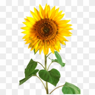 Free Png Sunflower Png Tumblr Png Image With Transparent - Sun Flower, Png Download