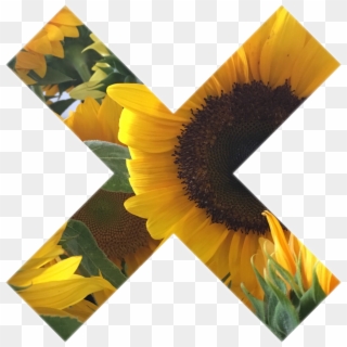 #tumblr #myphoto #sunflower #sticker #gallery #art - Sunflower Sticker Png, Transparent Png