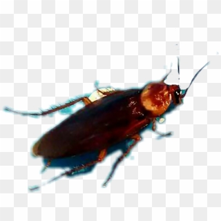 #cucaracha - Leaf Beetle, HD Png Download
