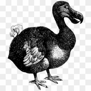 Dodo Flightless Bird Extinction Ark - Dodo Bird No Background, HD Png Download